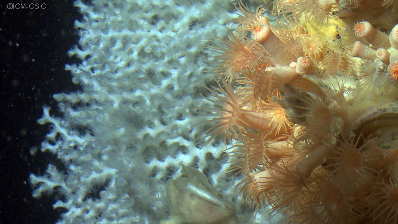 Colonias de coral (Madrepora oculata) ©ICM-CSIC 