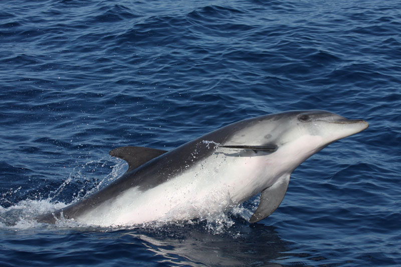 Delfín mular / Bottlenose dolphin (Tursiops truncatus) ©CIRCE/ALNITAK