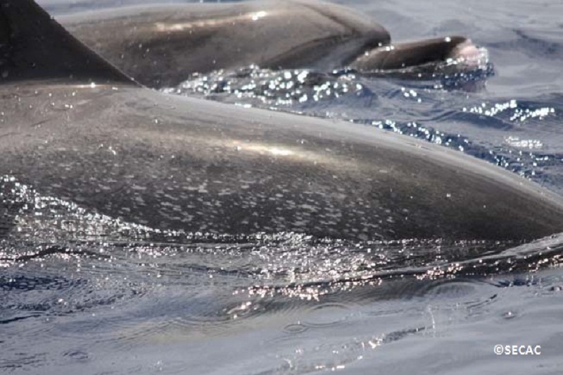 Delfines moteados del Atlántico (Stenella frontalis) ©SECAC