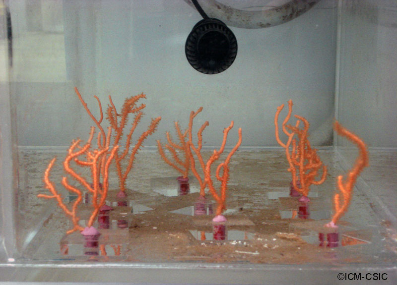 Colonias de Eucinella instaldas en el acuario del ICM ©ICM-CSIC