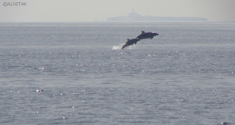 Delfines mulares (Tursipos truncatus) frente a la Isla de Alborán ©ALNITAK