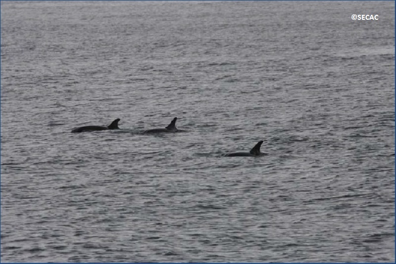Grupo muy evasivo de delfines alimentándose (Stenella coeruleoalba) ©SECAC