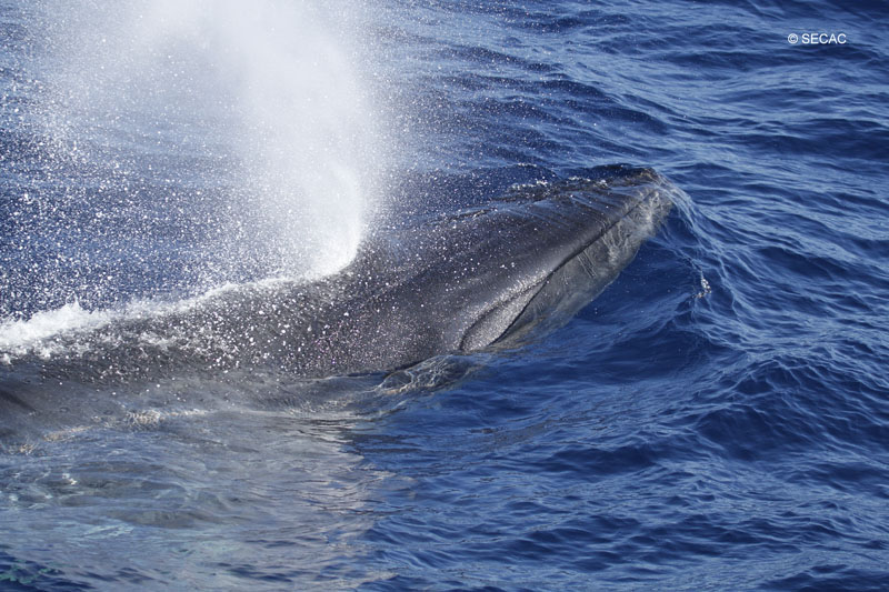 Rorcual tropical (Balaenoptera edeni) en el Banco de Amanay ©SECAC