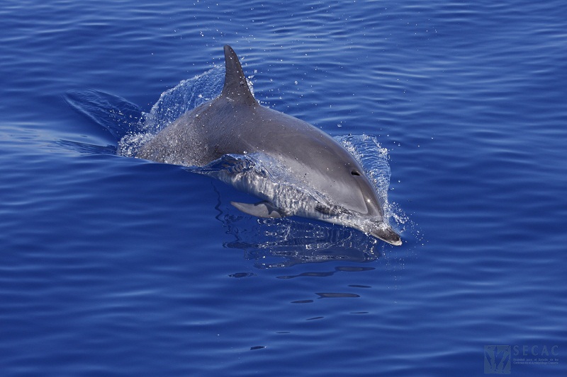 Delfín moteado (Stenella frontalis) ©SECAC