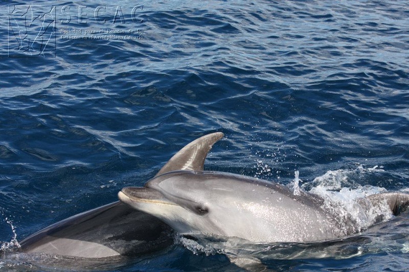 Madre-cría de delfín mular (Tursiops truncatus) ©SECAC