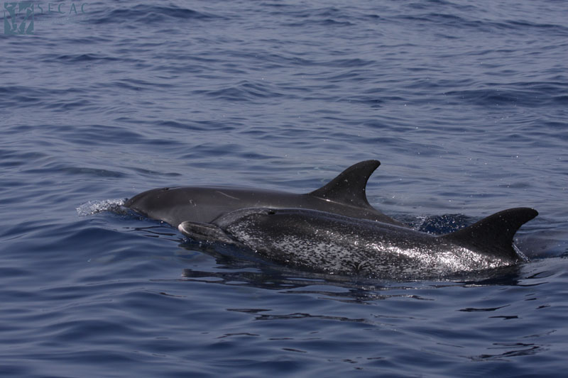 Delfines moteados, adulto y juvenil (Stenella frontalis) ©SECAC