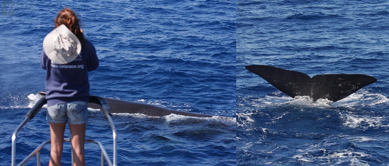 Fotoidentificación de un cachalote (Physeter macrocephalus) ©SECAC