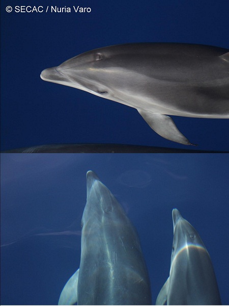 Delfín mular (Tursiops truncatus) ©SECAC