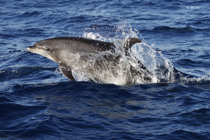 Delfín mular (Tursiops truncatus) ©SECAC