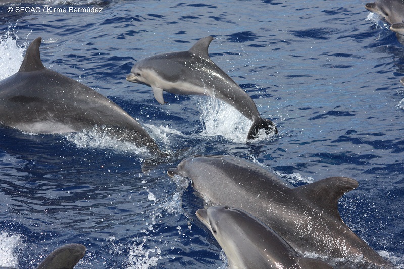 Grupo de delfines mulares (Tursiops truncatus) en el Banco del Banquete ©SECAC