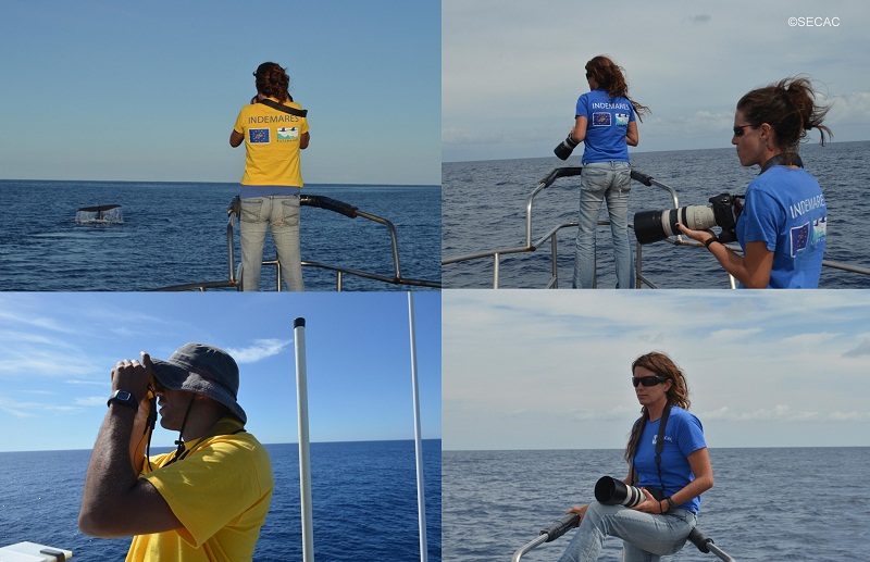 Fotoidentificación y búsqueda de cetáceos ©SECAC