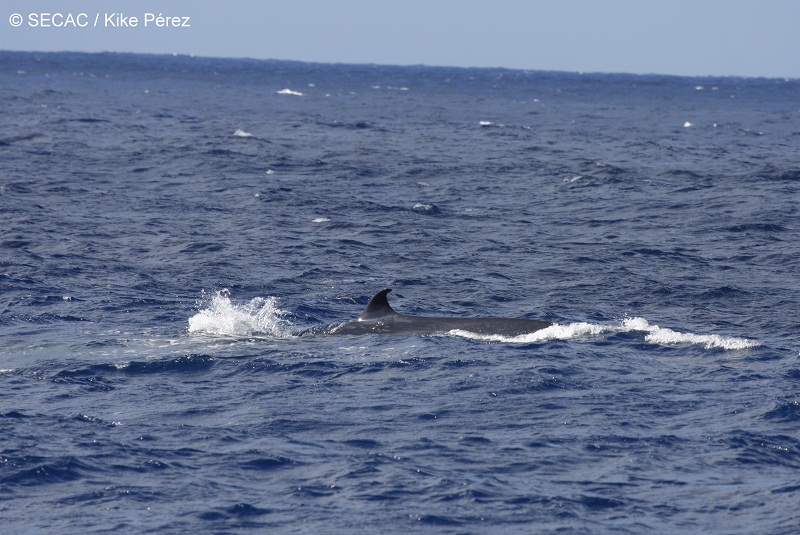 Rorcual tropical (Balaenoptera edeni) fotografiado en el Banco del Banquete ©SECAC