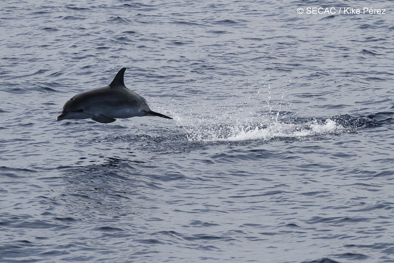 Delfín moteado juvenil (Stenella frontalis) saltando ©SECAC