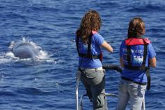 Avistamiento marcación de cetáceos © SECAC