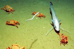 Fondos de arenas fangosas situados a 760 m del fondo de un cañón submarino con presencia del cangrejo Geryon trispinosus y locha (Phycis blennoides) © IEO