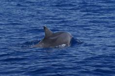 Delfin mular con cria © SUBMON