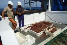 Algunas de las cajas llenas de muestra que se recogieron con el patín epibentónico. Campaña Agosto 2011 Canal de Menorca © IEO