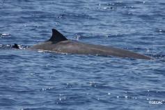 Pareja madre-cría de zifios de Gervais (Mesoplodon eurapaeus) ©SECAC