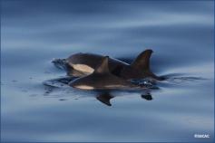 Parejas de madre-cría de delfín común (Delphinus delphis) ©SECAC