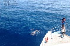 Fotoidentificación de delfín mular (Tursiops truncatus) desde el Oso Ondo ©SECAC