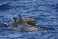 Delfines mulares (Tursiops truncatus) en el Banco de Amanay ©SECAC