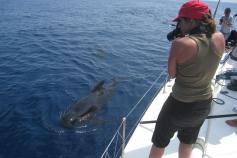 Fotoidentificación de cetáceos ©Submón