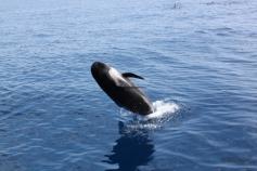 Calderón común / Long-finned pilot whales (Globicephala melas) ©Submon