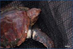 Tortuga boba (Caretta caretta) enmallada en un amasijo de cabos y redes ©SECAC
