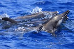 Delfines de dientes rugosos / Rough-toothed dolphins (Steno bredanensis) ©SECAC