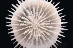 Coral solitario (Deltocyathus eccentricus). Su hallazgo representa la cita más septentrional de esta especie ©Álvaro Altuna/ECOMARG-IEO