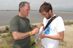 Colocando el GPS a un ejemplar de gaviota de Audouin ©SEO BirdLife