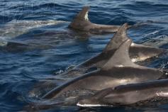 Delfines de dientes rugosos (Steno bredanensis) ©SECAC