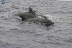 Grupo de delfines mulares (Tursiops truncatus) avistados el 09/09/2011 © SECAC