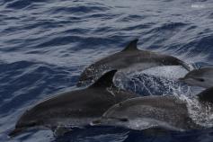Grupo de delfines moteados (Stenella frontalis) ©SECAC