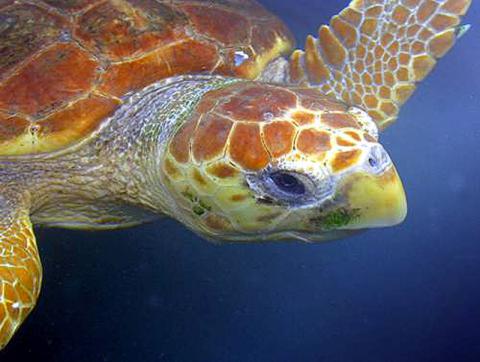 Tortuga boba / Loggerhead sea turtle (Caretta caretta) ©ALNITAK