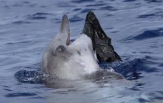 Delfín de dientes rugosos y plástico / Rough-toothed dolphin and a plastic (Steno bredanensis) ©SECAC