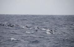 Delfines listados / Striped dolphins (Stenella coeruleoalba) ©CEMMA
