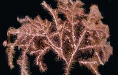Esta especie de coral negro (Trissopathes sp) capturada en el Banco de Galicia pertenece a un género desconocido en aguas europeas, y es nueva para la Ciencia ©Álvaro Altuna/ECOMARG-IEO