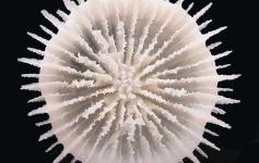 Coral solitario (Deltocyathus eccentricus). Su hallazgo representa la cita más septentrional de esta especie ©Álvaro Altuna/ECOMARG-IEO