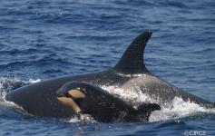 Madre y cría / Mother and calf (Orcinus orca) ©CIRCE