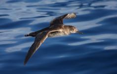 Pardela balear / Balearic shearwater (Puffinus mauretanicus) ©Beneharo Rodríguez/SEO BirdLife