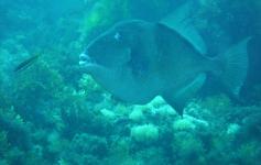 Pez ballesta / Grey triggerfish (Balistes carolinensis) ©Reservas Marinas/SGM