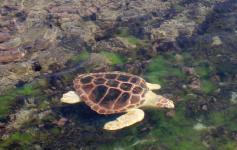 Tortuga boba / Loggerhead sea turtle (Caretta caretta) ©Reservas Marinas/SGM