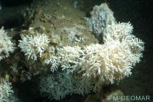 Arrecifes de corales de aguas frias en Cañón de Creus ©IFM-GEOMAR / CSIC