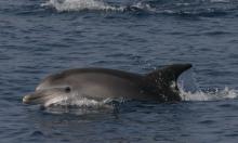 Delfín mular / Bottlenose dolphin (Tursiops Truncatus) ©ALNITAK